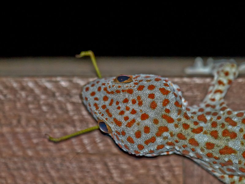 Gapang, Gecko, Cricket